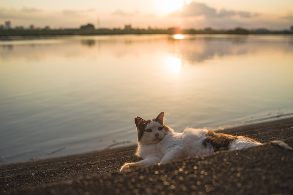 穏やかな夕刻