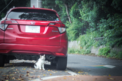 赤い車と猫