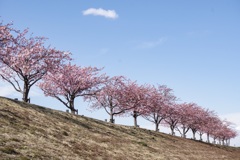 河津桜