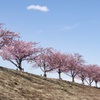 河津桜