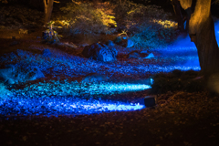 六義園その８