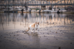 川辺の猫