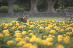 お花畑で...