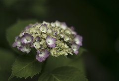 紫陽花の始まり