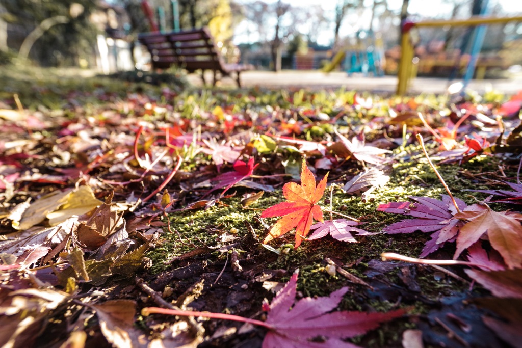 公園の落ち葉