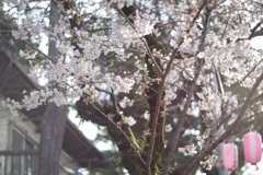 桜まつりの朝