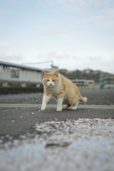 花びらの水たまりに…