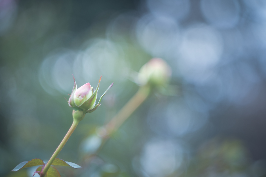 薔薇のつぼみ