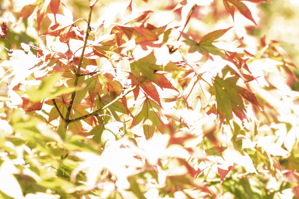 陽射しの中の紅葉