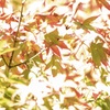 陽射しの中の紅葉