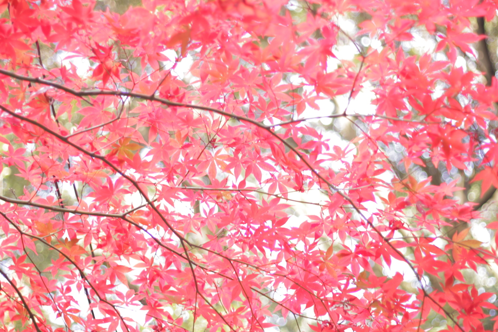 百草園のもみじ その2