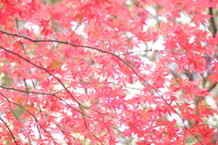 百草園のもみじ その2