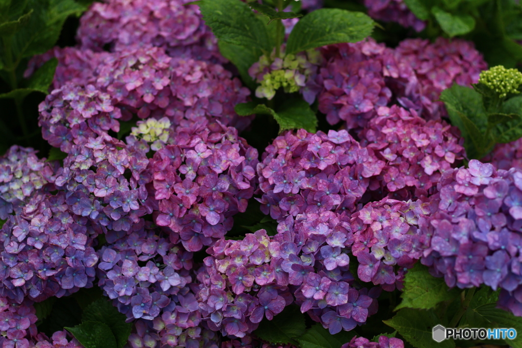 恩田駅のあじさい 2