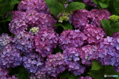 恩田駅のあじさい 2