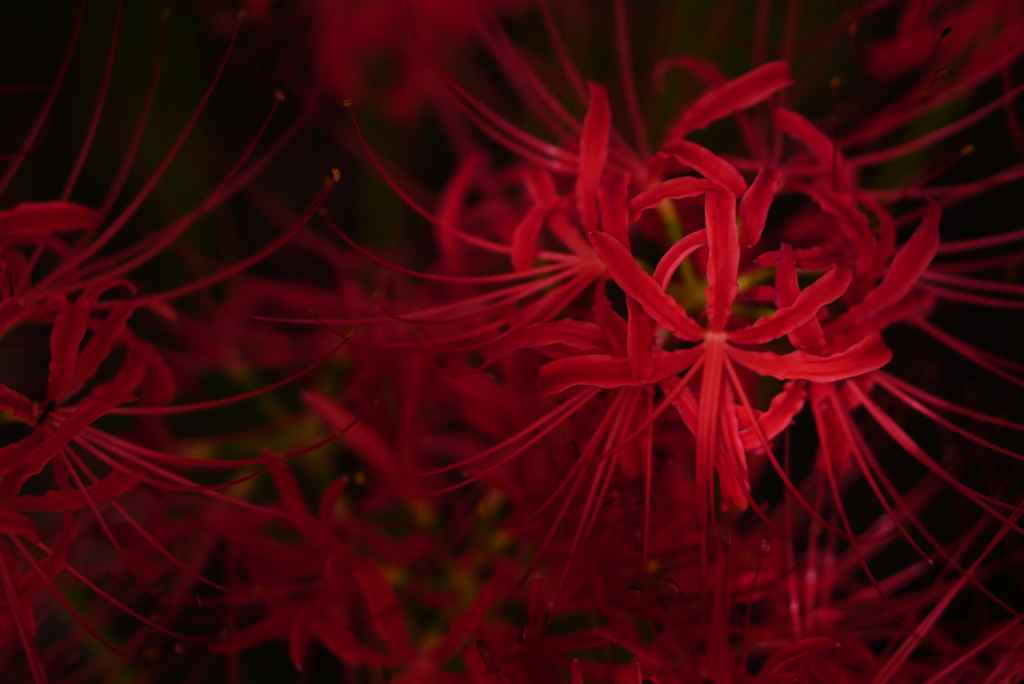 朱い絨毯に会いに・・・ その2