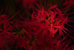 朱い絨毯に会いに・・・ その2