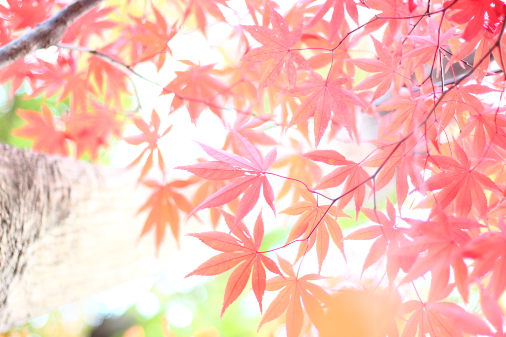 百草園のもみじ その1