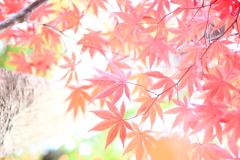 百草園のもみじ その1