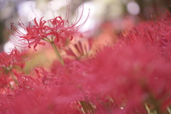 朱い絨毯に会いに・・・  その1