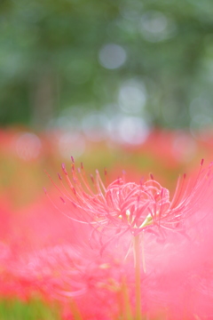 巾着田曼珠沙華まつり その2