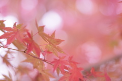 秋川渓谷 舞うもみじ