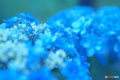 横浜イングリッシュガーデン 紫陽花フェア
