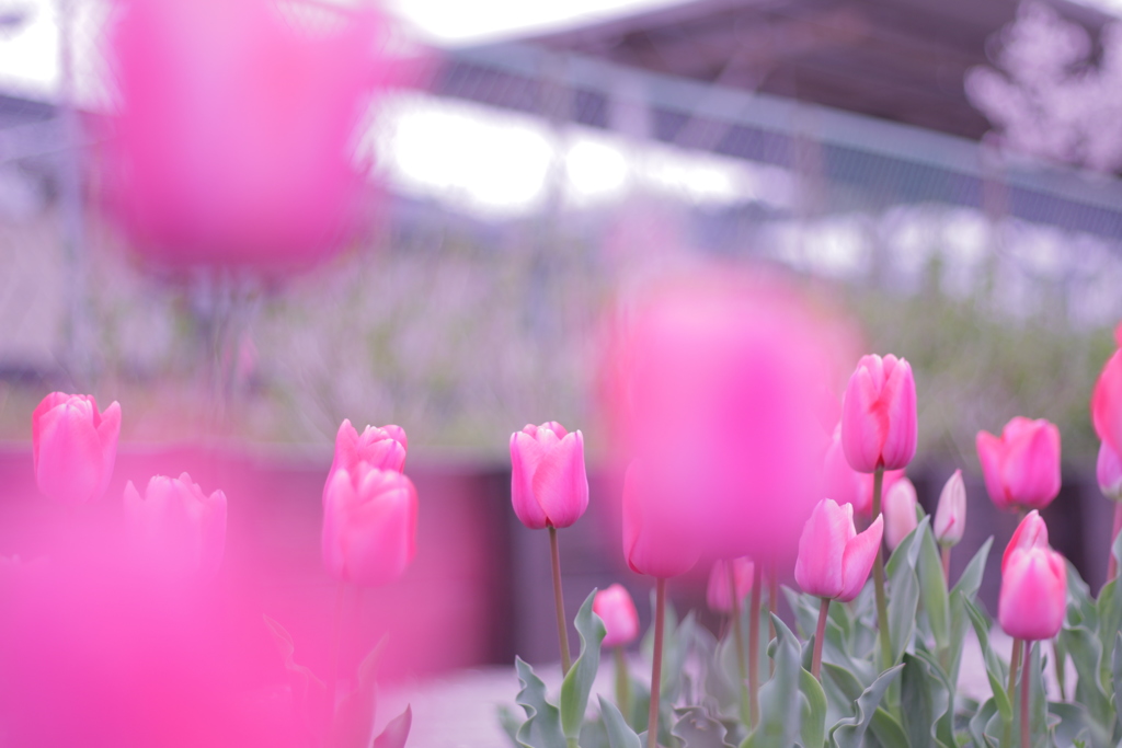 恩田駅 赤いチューリップ