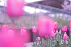 恩田駅 赤いチューリップ