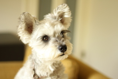 まつげ美人さん