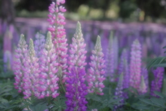 リリカルなニョロニョロ