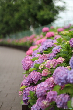 恩田駅のあじさい