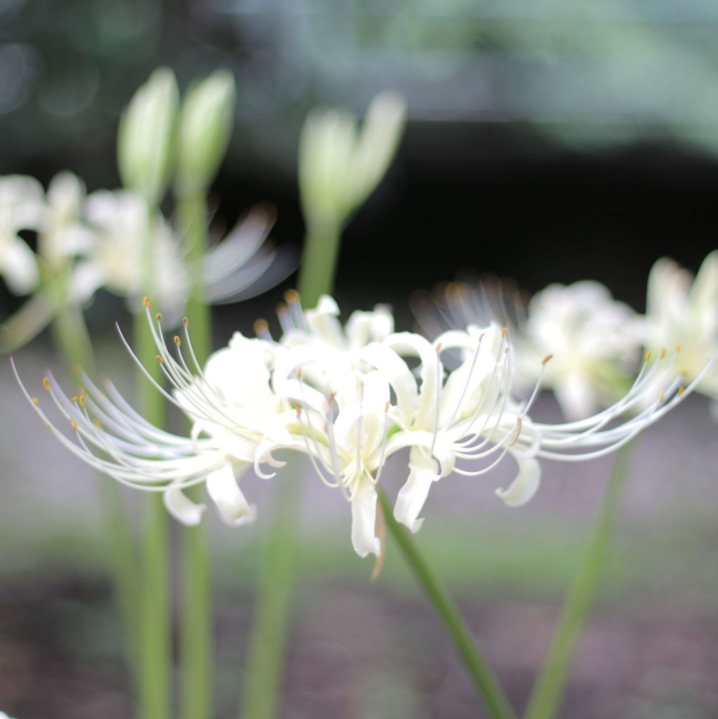 秋の足音はすぐそこに