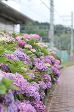 恩田駅のあじさい ３