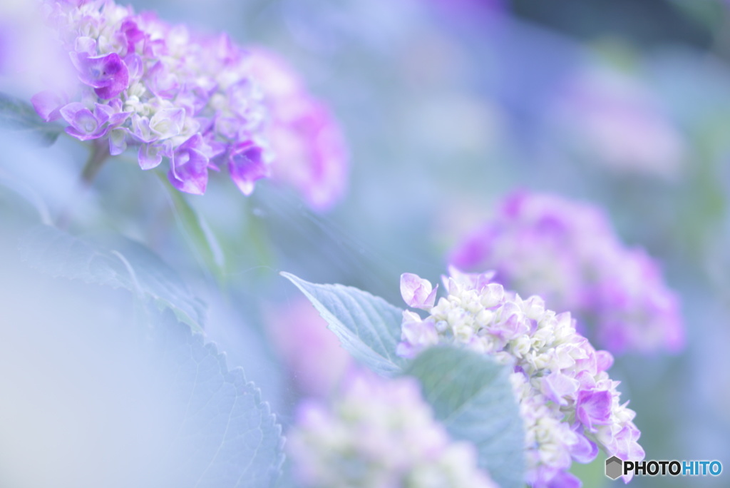 恩田駅の紫陽花