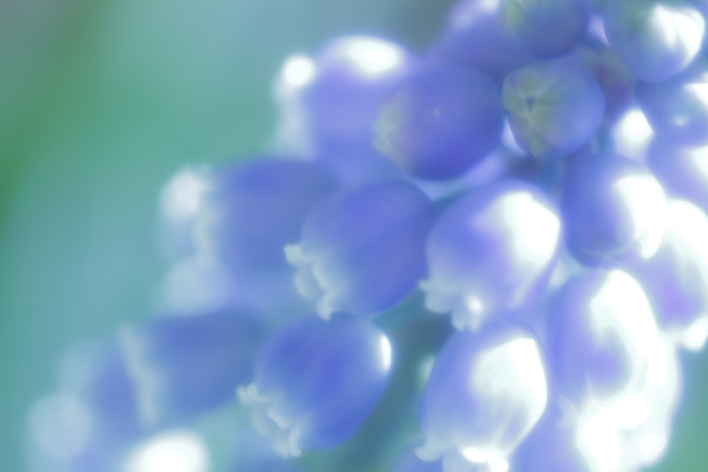 春を待ちきれないフライングちゃん その2