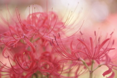 朱い絨毯に会いに・・・ ふんわり編