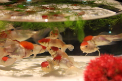 アートアクアリウム