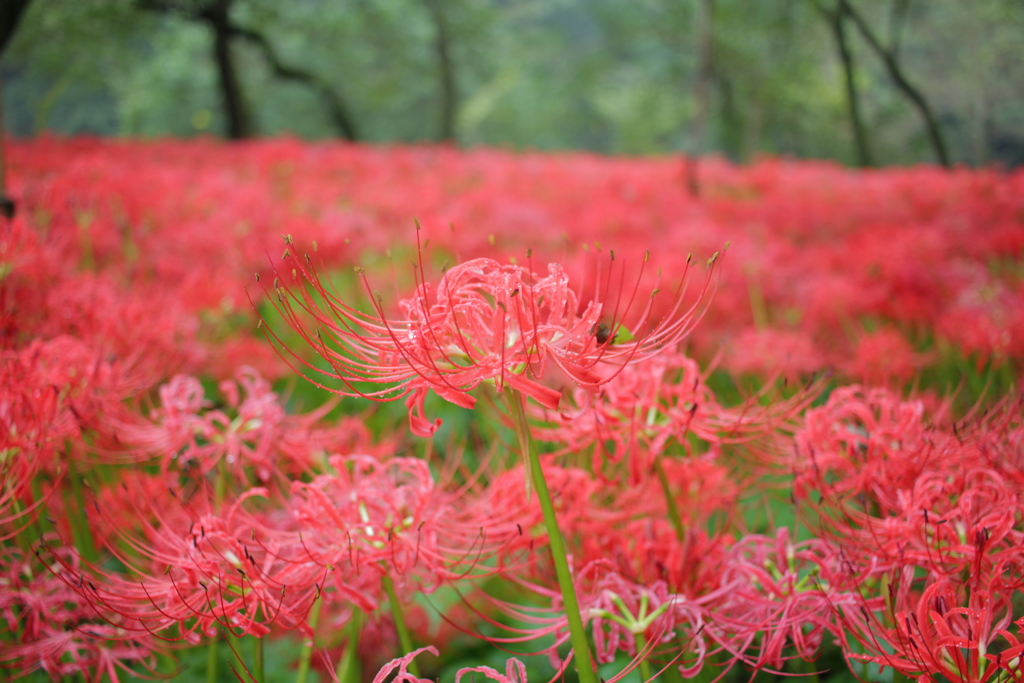 巾着田曼珠沙華まつり その3