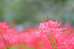 巾着田曼珠沙華まつり その1