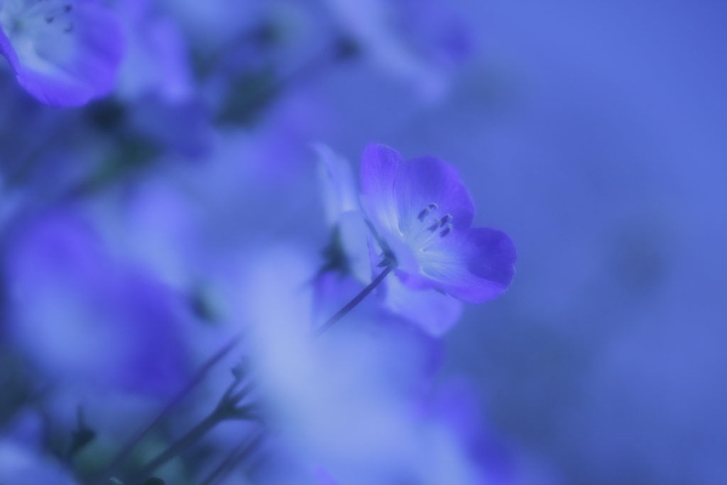 瑠璃色の丘 その１