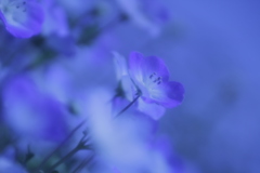 瑠璃色の丘 その１