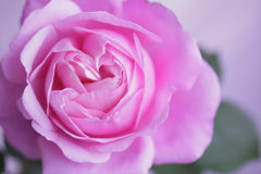 ハートみたいな花弁