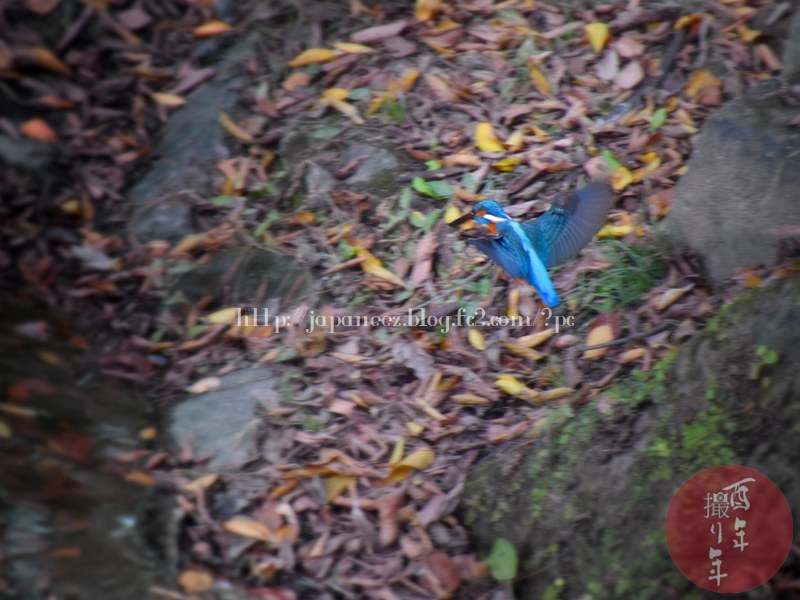 November　26 ， 2017