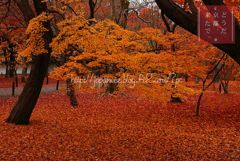 14　Decembre ， 2016