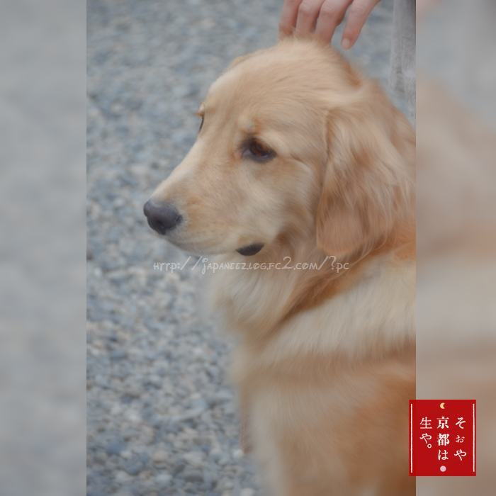 November　20 ， 2016