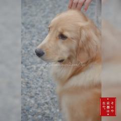 November　20 ， 2016