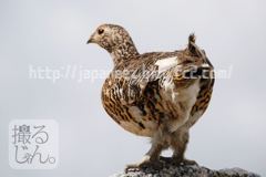 Augustus　30 ， 2016