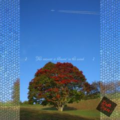 10　Decembre ， 2016