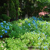 ・　６月18日　～　あじさい寺　・
