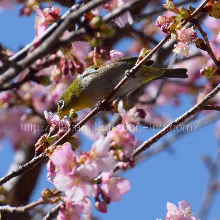 February　4 ， 2017